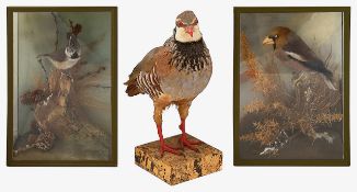 Taxidermy. A cased Hawfinch and a cased Crested Tit (3)