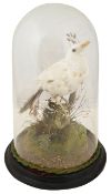 Taxidermy. A Victorian leucistic blackbird under dome