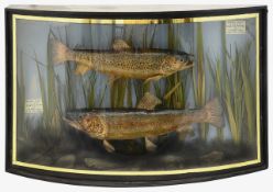Taxidermy. A bowfronted cased pair of Brown trout