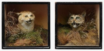 Taxidermy. Two late Victorian cases of feral cats