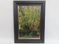 Charles Summers (b.1945), framed & glazed oil titled 'Sunlight Through Willows', image size 510mm x