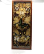 A cased early part of 20thC. butterfly collection