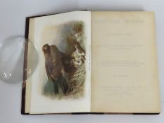 Book: 1926 edition British Birds by W. H. Hudson