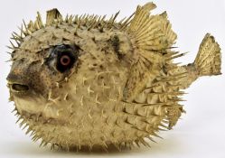 TAXIDERMY / NATURAL HISTORY - VINTAGE PORCUPINE PUFFER FISH