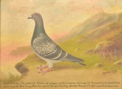 ANDREW BEER (1862-1954) - OIL ON BOARD PIGEON PAINTING
