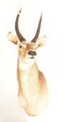 NATURAL HISTORY INTEREST - ELLIPSEN WATERBUCK TAXIDERMY