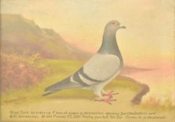 ANDREW BEER (1862-1954) - OIL ON BOARD PIGEON PAINTING