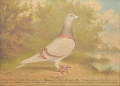 ANDREW BEER (1862-1954) - OIL ON BOARD PIGEON PAINTING