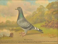 ANDREW BEER (1862-1954) - OIL ON BOARD PIGEON PAINTING