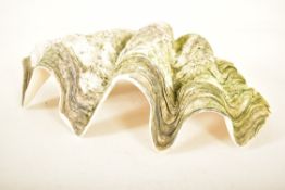 CONCHOLOGY - GIANT CLAM SHELL (TRIDACNA GIGAS) - 53CM WIDE