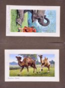 W.D. & H.O. WILLS - ZOO FRIENDS (1939) - ORIGINAL ARTWORK