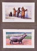 W.D. & H.O. WILLS - ZOO FRIENDS (1939) - ORIGINAL ARTWORK