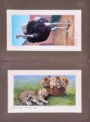 W.D. & H.O. WILLS - ZOO FRIENDS (1939) - ORIGINAL ARTWORK
