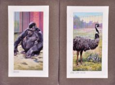 W.D. & H.O. WILLS - ZOO FRIENDS (1939) - ORIGINAL ARTWORK