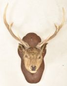 NATURAL HISTORY - 19TH CENTURY SCOTTISH STAG TAXIDERMY HEAD