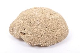 CONCHOLOGY INTEREST - LARGE PIECE OF BLEACHED BRAIN CORAL