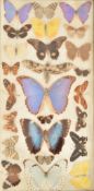 ENTOMOLOGY - COLLECTION OF TAXIDERMY BUTTERFLY SPECIMENS