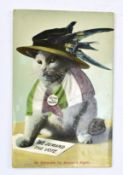 1906 ANTI SUFFRAGE MOVEMENT POLITICAL POSTCARD OF A CAT