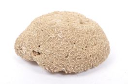 CONCHOLOGY INTEREST - LARGE PIECE OF BLEACHED BRAIN CORAL