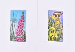 MARDON SON & HALL - FLOWERS - ORIGINAL CIGARETTE CARD ARTWORK
