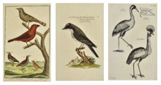 ORNITHOLOGY. THREE 17TH C & LATER ENGRAVED PLATES