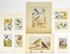 ORNITHOLOGICAL INTEREST. COLLECTION OF ORIGINAL ARTWORKS