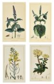 BOTANY INTEREST. FOUR EARLY 19TH CENTURY FLORAL ENGRAVINGS