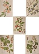 OF BOTANICAL INTEREST - FIVE 20TH CENTURY GERMAN POSTERS