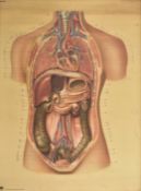OF ANATOMICAL INTEREST - VINTAGE MOUNTED CARD MUSEUM POSTER