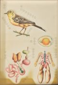 OF ANATOMICAL INTEREST - VINTAGE IN RELIEF POSTER OF BIRD