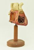 OF ANATOMICAL INTEREST - MID CENTURY PAINTED PLASTER HEART