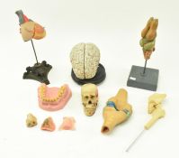 OF ANATOMICAL INTEREST - TEN STUDIES OF HUMAN BODY PARTS