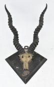 EARLY 20TH CENTURY PAIR OF MOUNTED BLACKBUCK HORNS