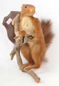 TAXIDERMY INTEREST - VINTAGE 20TH CENTURY RED SQUIRREL ANIMAL