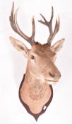 EARLY 20TH CENTURY TAXIDERMY SCOTTISH RED DEER STAG HEAD