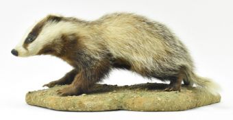 OF NATURAL HISTORY INTEREST - VICTORIAN TAXIDERMY BADGER