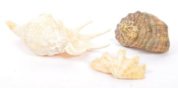 CONCHOLOGY INTEREST - COLLECTION OF THREE SHELLS