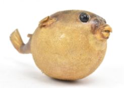 EARLY 20TH CENTURY PUFFER FISH TAXIDERMY SPECIMEN