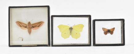 ENTOMOLOGY - FRAMED BUTTERFLIES SPECIMENS & ELEPHANT HAWK