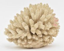 NATURAL HISTORY INTEREST - A CORAL SPECIMEN