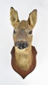 OF NATURAL HISTORY INTEREST - 19TH CENTURY TAXIDERMY DEER HEAD