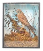 19TH CENTURY VICTORIAN TAXIDERMY KESTREL