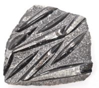 NATURAL HISTORY INTEREST - LARGE ORTHOCERAS FOSSIL