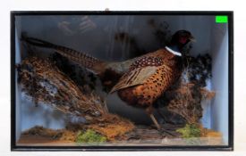 CASED MALE PHESANT TAXIDERMY