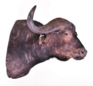 NATURAL HISTORY - 19TH CENTURY TAXIDERMY CAPE BUFFALO