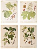 OF BOTANICAL INTEREST - FOUR 20TH CENTURY GERMAN POSTERS