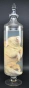 PRIVATE COLLECTION OF DERREN BROWN - WET SPECIMEN PIGLET IN GLASS JAR