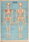 VINTAGE MID CENTURY INDIAN PRODUCED HUMAN SKELETON ANATOMICAL POSTER
