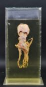 PRIVATE COLLECTION OF DERREN BROWN - WET SPECIMEN OCTOPUS IN CASE