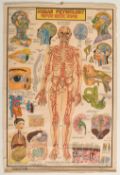 VINTAGE MID CENTURY INDIAN HUMAN PHYSIOLOGY MEDICAL POSTER